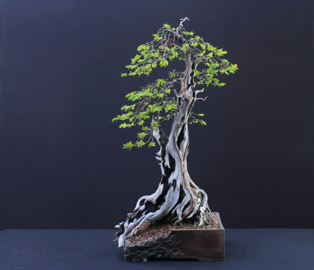 taxus yew bonsai